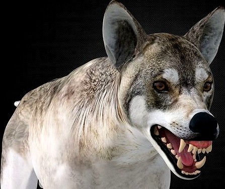 WOLF 3d model RIGGED
