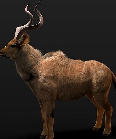 Kudu Antelope Rigged Hairs