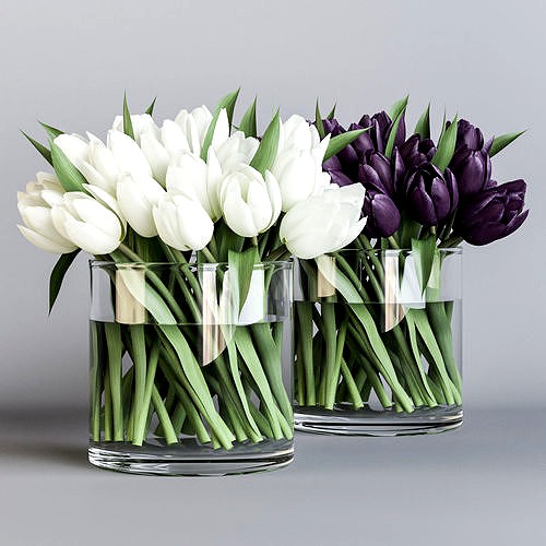 White and purple tulips