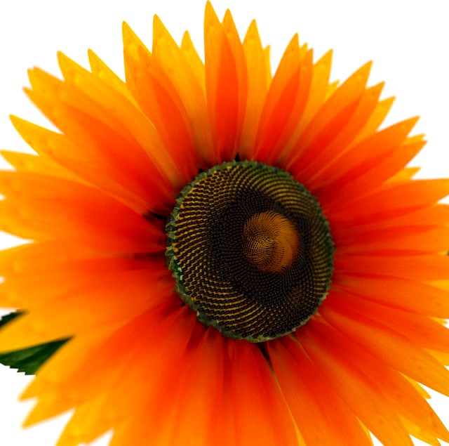 Sunflower 3D Model