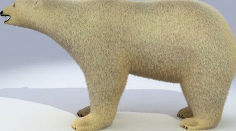 Polar bear animated 3D Model