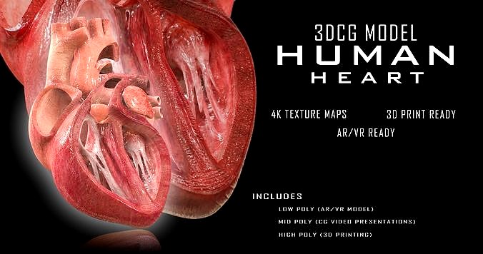 Human Heart