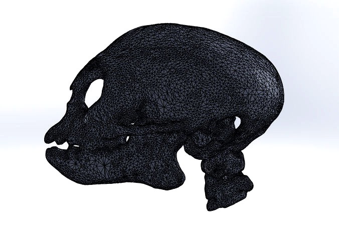 monkey skull ct-scan | 3D