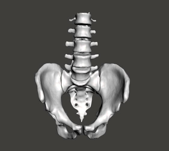 Pelvic Bone | 3D