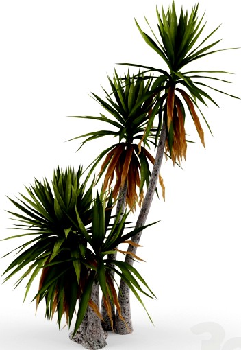 Yucca aloifolia #2