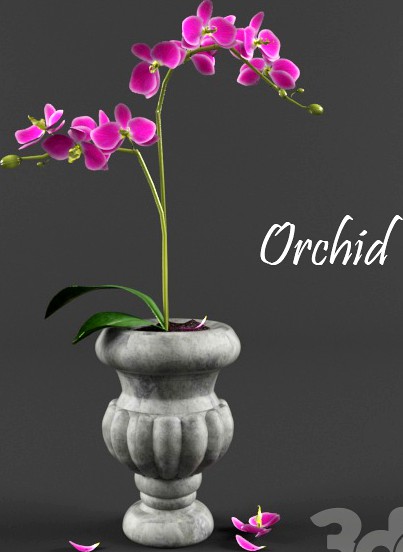 orchid