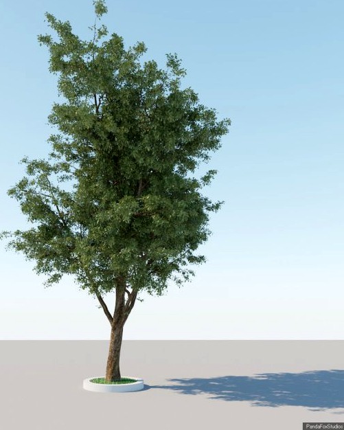 Generic Tree A2 3D Model
