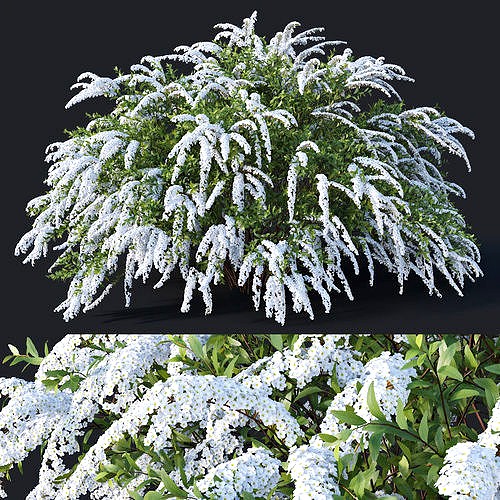 Spiraea Nr6 Spiraea X Cinerea - Grefsheim XL