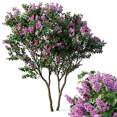 Lilac Syringa vulgaris Nr3 - Tree