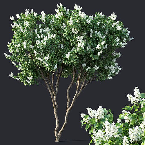 Lilac Syringa vulgaris Nr4 - Two trees H390cm
