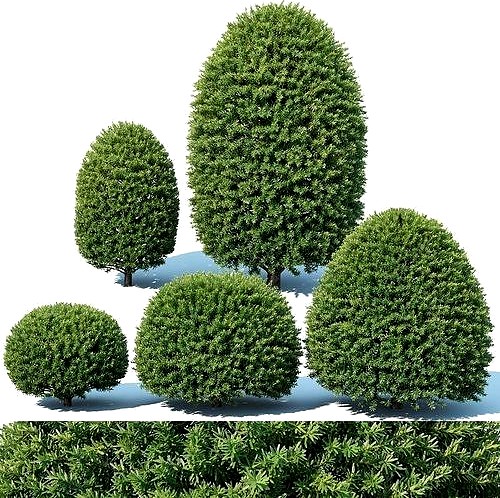 Taxus Baccata Nr5 - topiary set 1