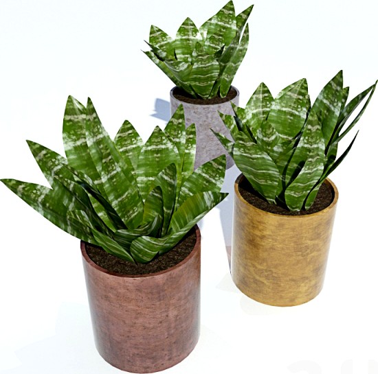 Растение в вазоне на пол