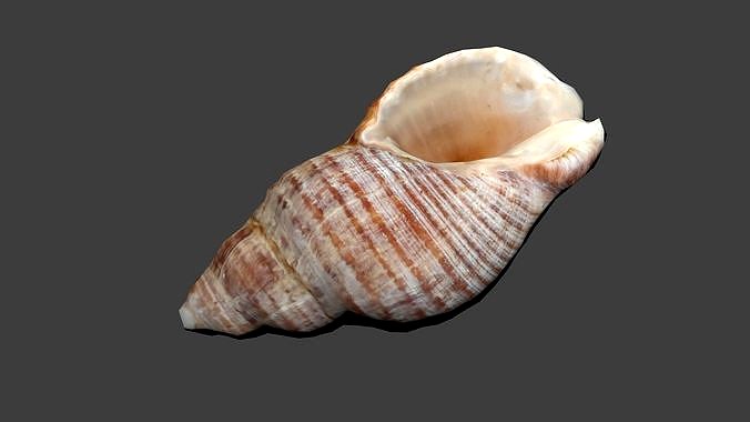 Spiral Seashell Photogrammetry