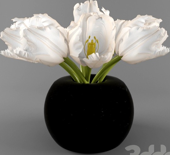 White Tulip