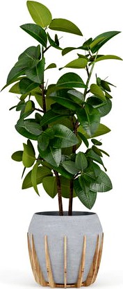 Ficus Elastica