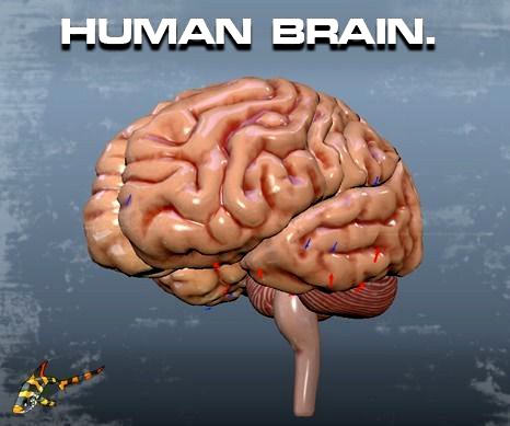 HUMAN BRAIN