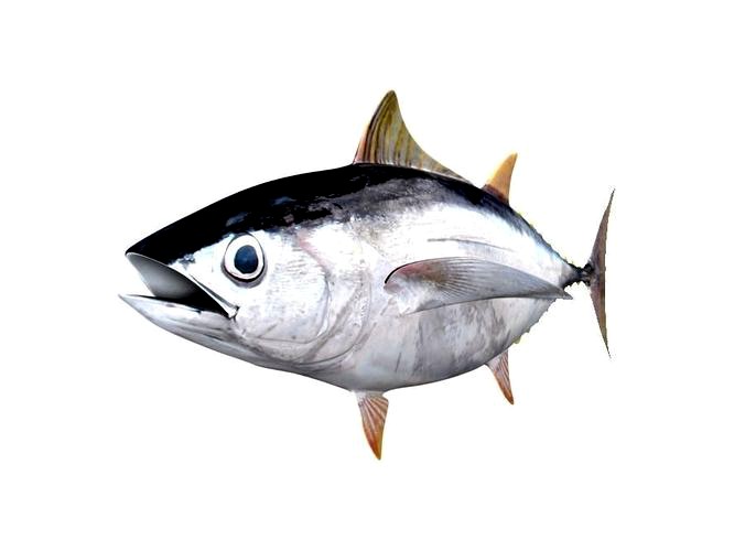 Albacore Tuna Fish Thunnus Alalunga