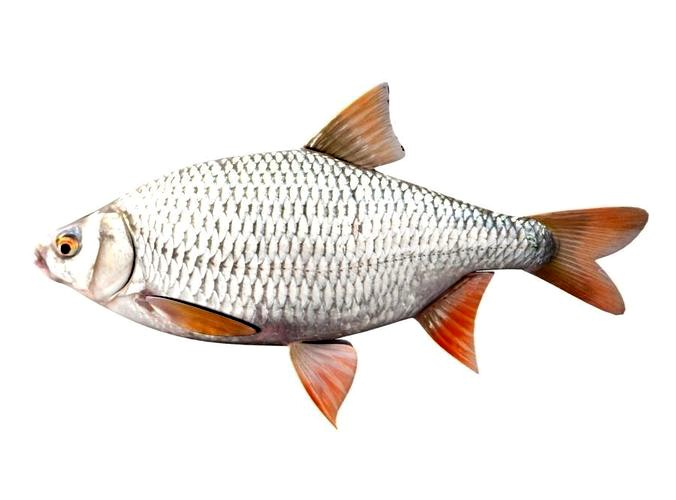 Common Roach Fish Rutilus Rutilus