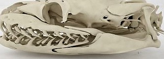 Python Skull