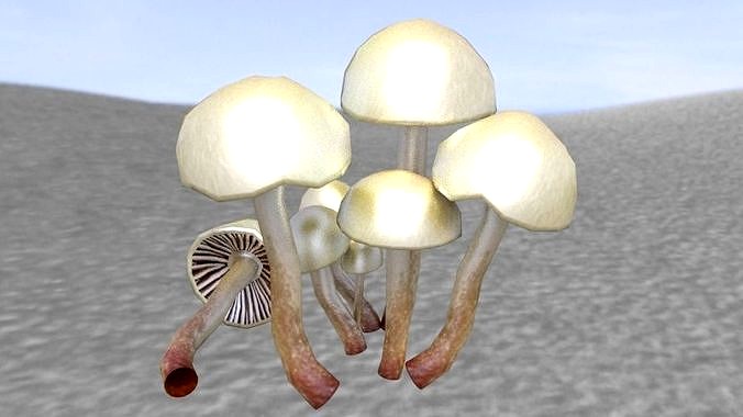 Shrooms 5