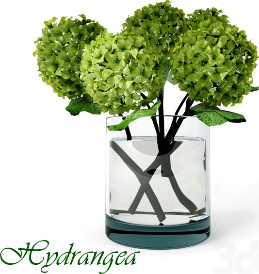 Hydrangea