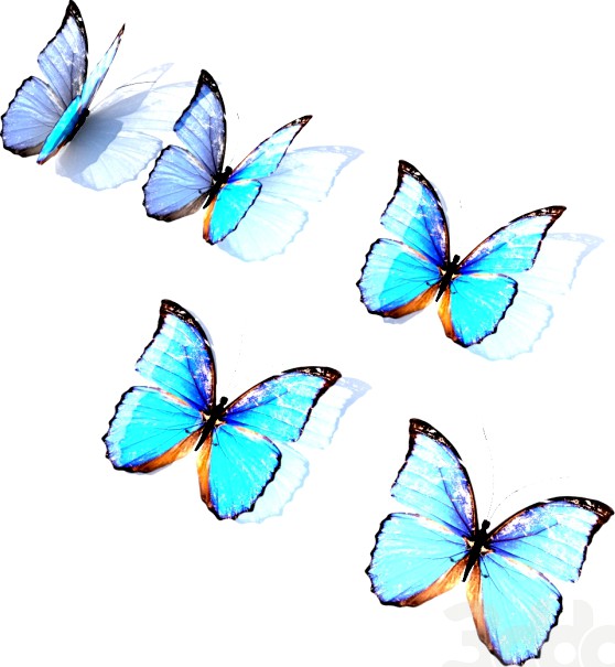 butterflies