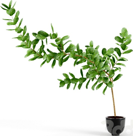 Ficus lyrata