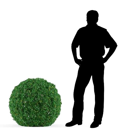 Buxus bush