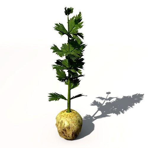 XfrogPlants Celery