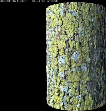 Sycamore Bark 3D Model