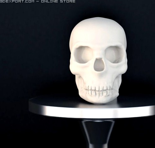 scull 3D Model