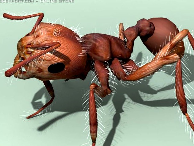 3d Ants 3D Model