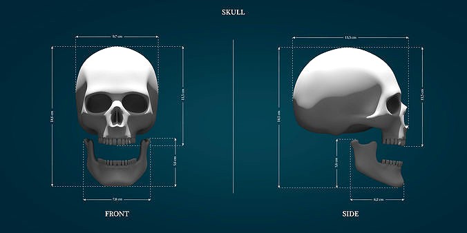 Skull | 3D