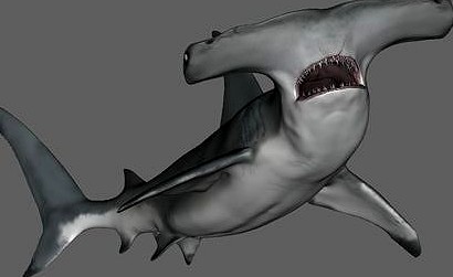 Hammerhead shark | 3D