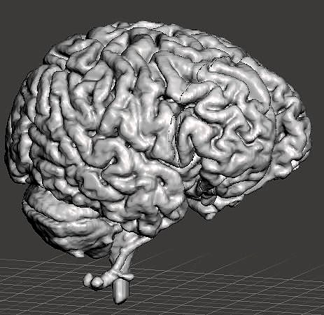 Human Brain Model Anatomical | 3D