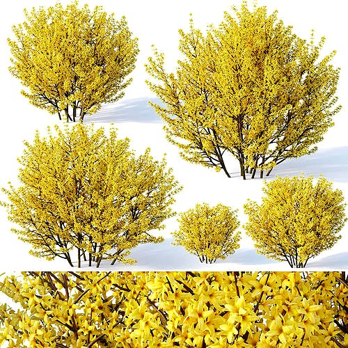 Forsythia Nr1 full bloom - 5 sizes