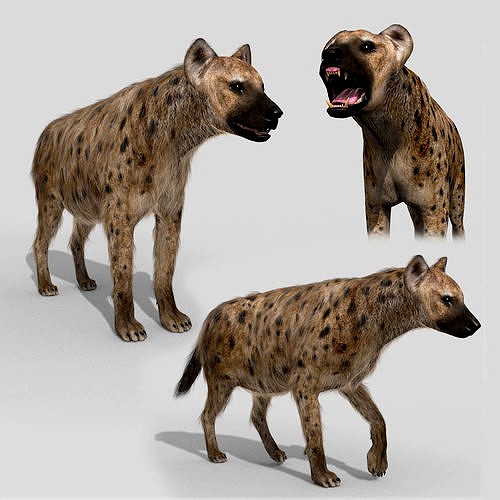 Hyena value - 3d animated hyena model