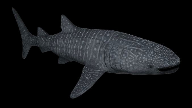 Whale Shark - Rhincodon Typus - Adult Male