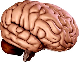Brain 3D Model