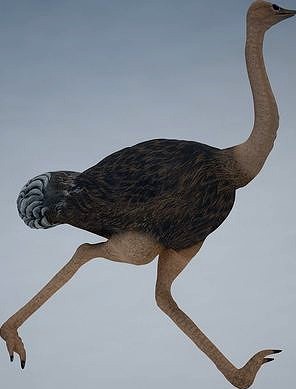 Ostrich