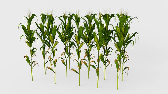 Cornfield