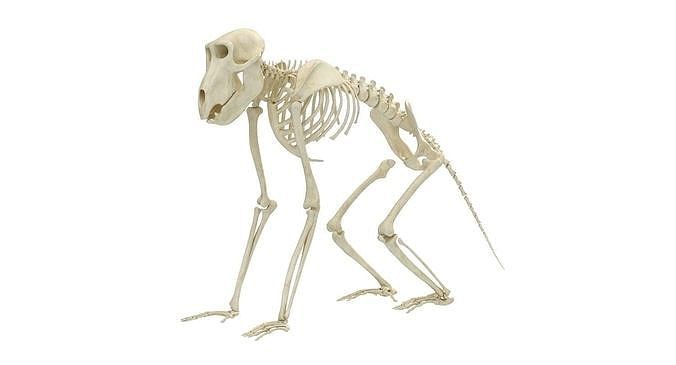 Baboon Skeleton