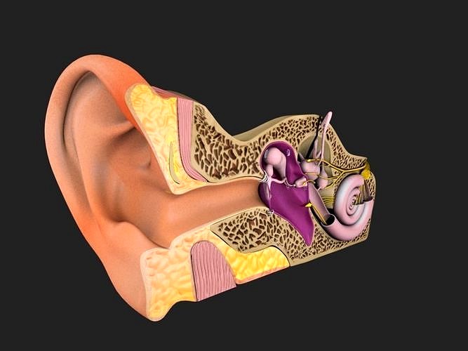 Auditory System