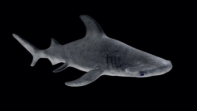 Hammerhead Shark
