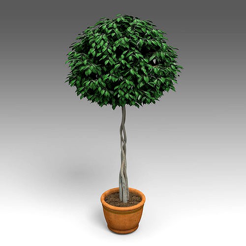 Ficus Benjamina Plant 09