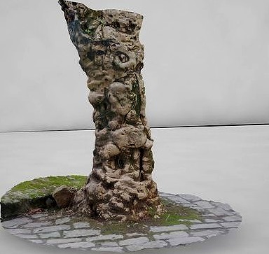 Tree Root