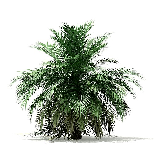 Butia Palm Tree 3D Model 3m