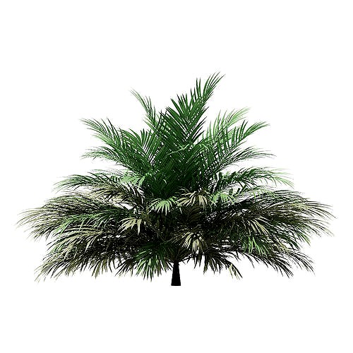 Butia Palm Tree 3D Model 2m