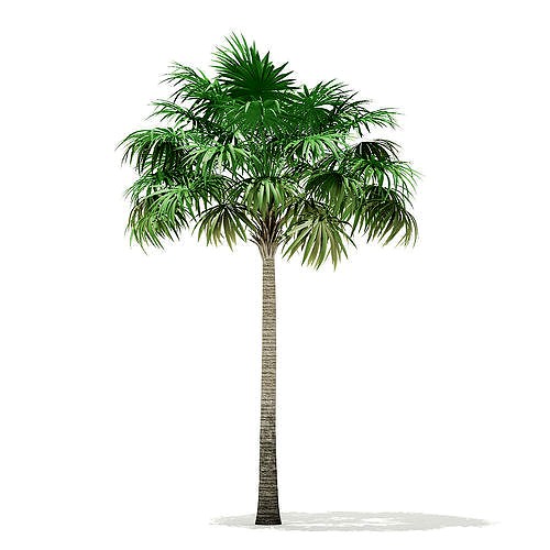 Thatch Palm Tree 3D Model 8m