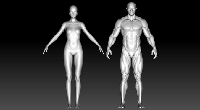 Stylized anatomy